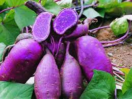 Purple Sweet Potato Benefits 101